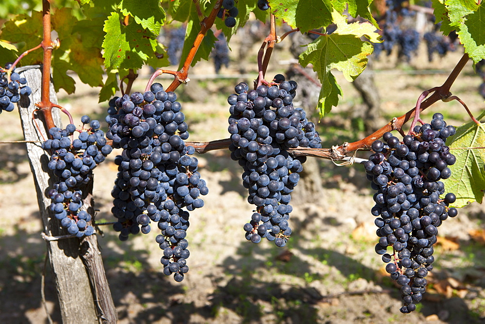 Ripe Merlot grapes at the famous Chateau Petrus wine estate at Pomerol in the Bordeaux region of France