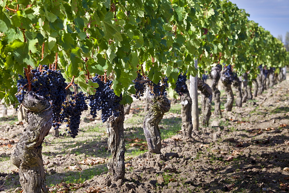 Ripe Merlot grapes at the famous Chateau Petrus wine estate at Pomerol in the Bordeaux region of France