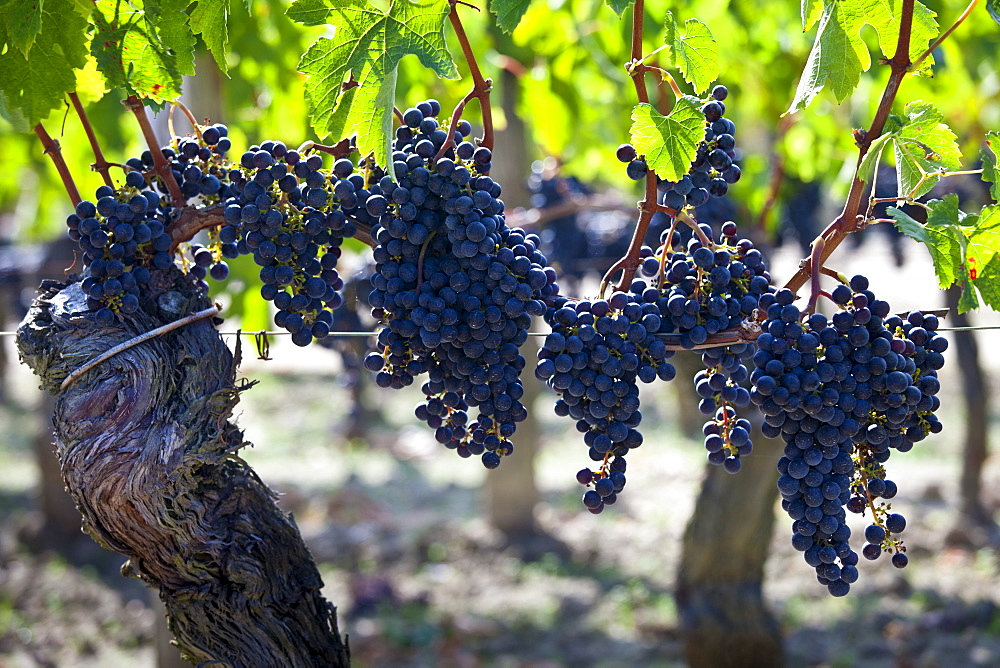 Ripe Merlot grapes at the famous Chateau Petrus wine estate at Pomerol in the Bordeaux region of France