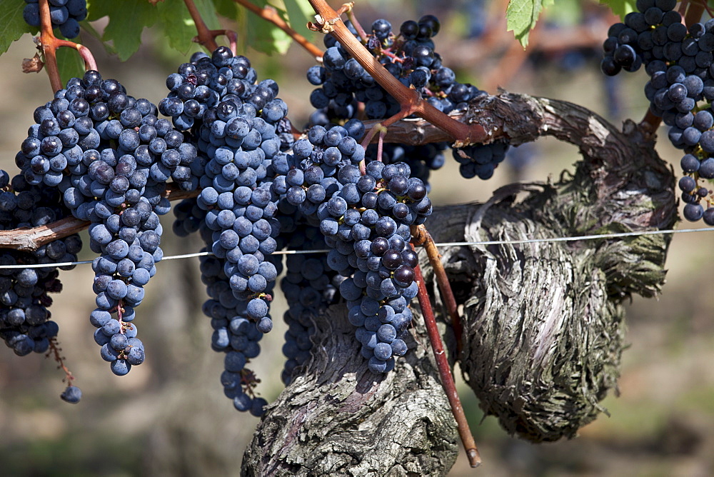 Ripe Merlot grapes on ancient vine at famous Chateau Petrus wine estate at Pomerol in Bordeaux region of France