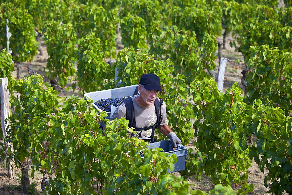 Vendangeur with Merlot grapes at vendange harvest in famous Chateau Petrus vineyard at Pomerol in Bordeaux, France