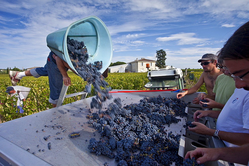 Wine harvest, vendange, Cabernet Franc grapes picked and sorted by hand at Chateau Lafleur, Pomerol, Bordeaux, France