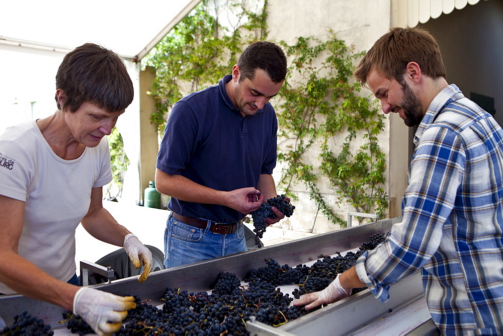 Olivier Berrouet, Oenologist, helps sort grapes by hand at famous Chateau Petrus wine estate at Pomerol in Bordeaux, France