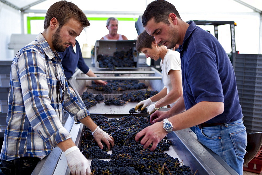 Olivier Berrouet, Oenologist, helps sort grapes by hand at famous Chateau Petrus wine estate at Pomerol in Bordeaux, France