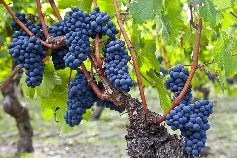 Ripe Cabernet Franc grapes on ancient vine in sandy soil at Chateau Cheval Blanc in St Emilion in the Bordeaux region of France