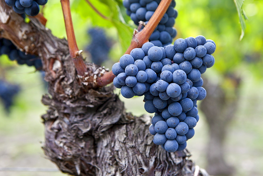 Ripe Cabernet Franc grapes on ancient vine in St Emilion in the Bordeaux region of France