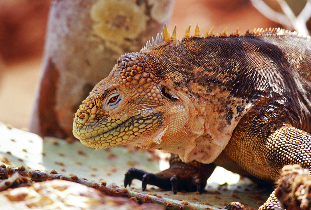 Land iguana camouflaged among cactus plants, Galapagos Islands, Ecuador