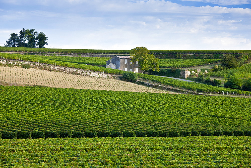 Vineyards at St Emilion in the Bordeaux wine region of France