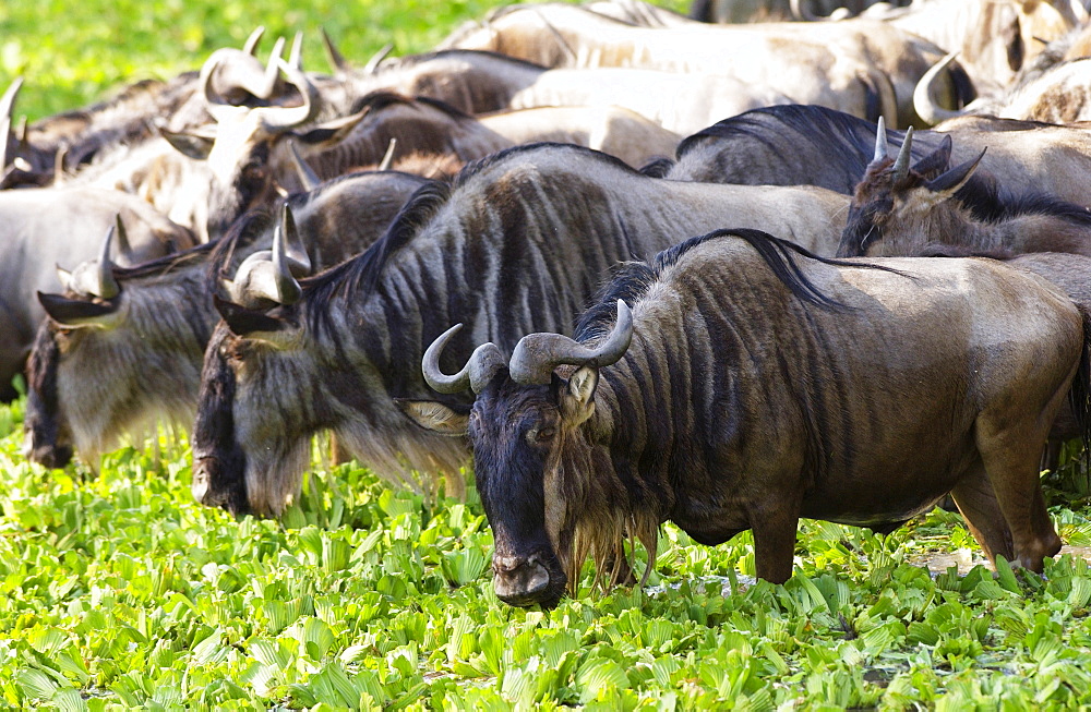 Herd of Blue Wildebeest eating water cabbage, Grumeti, Tanzania