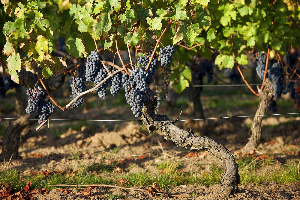 Grapes on ancient vine at Chateau Pavie in St Emilion in the Bordeaux wine region of France