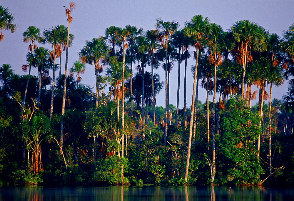 Lake Sandoval in the protected reserved zone Tambopata, Peruvian Rainforest, South America