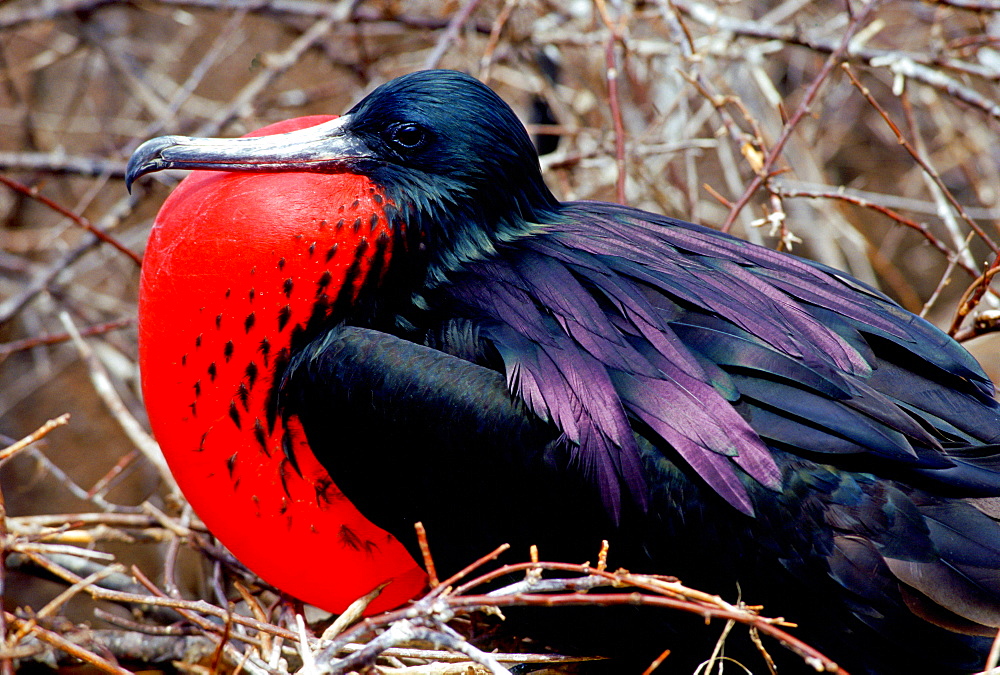 Male Frigatebird with fully inflated pouch, Galapagos Islands, Ecuador