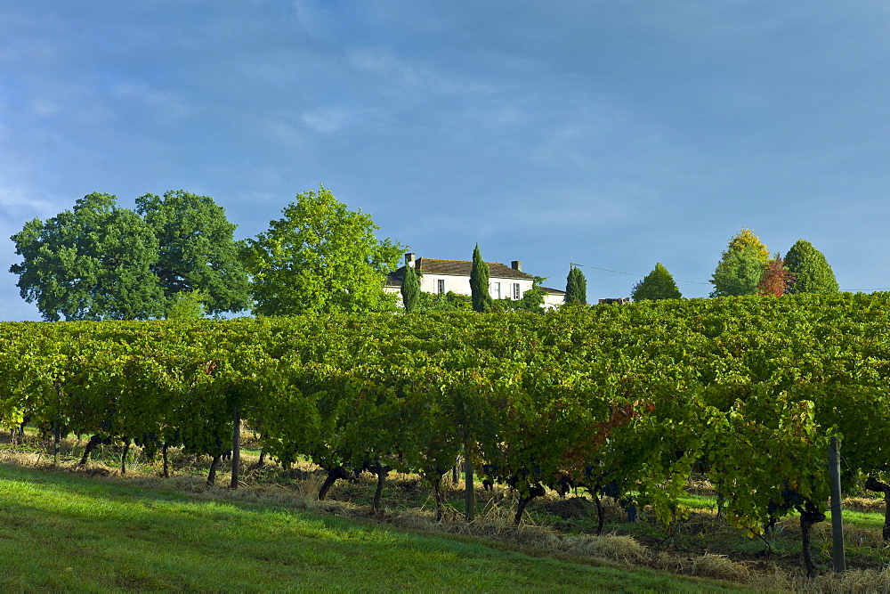 Chateau Fontcaille Bellevue with Cabernet Sauvignon grapes on vines, in Bordeaux region of France