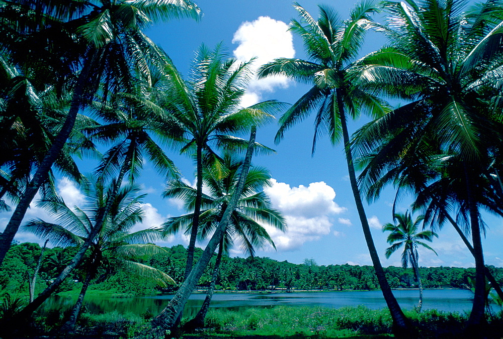 Sun, sea and palm trees at Nauru lagoon, South Pacific