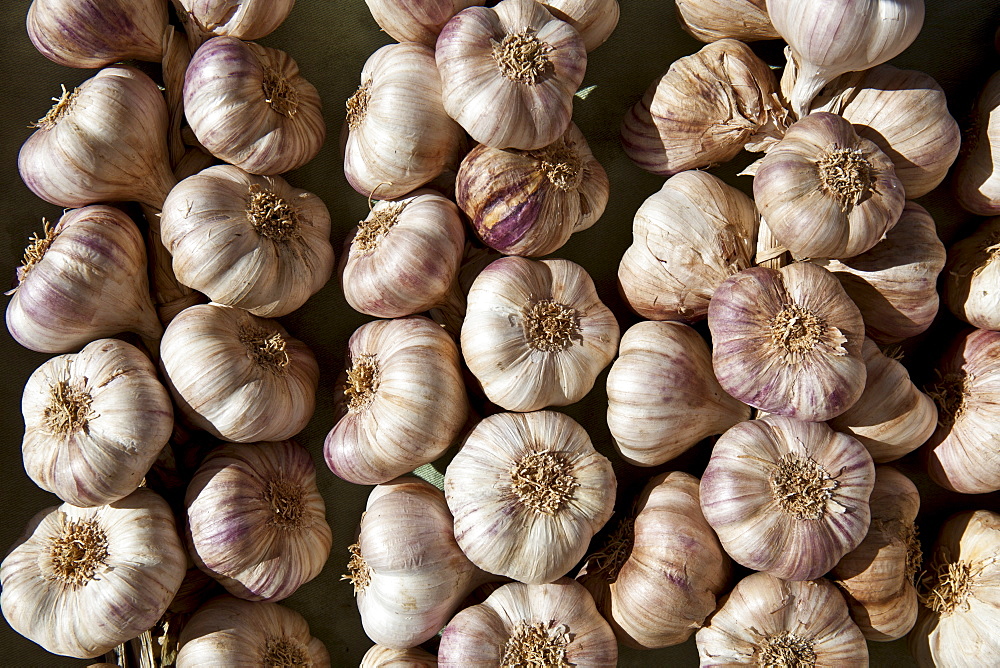 Garlic plaits, violet, on sale at food market in Bordeaux region of France