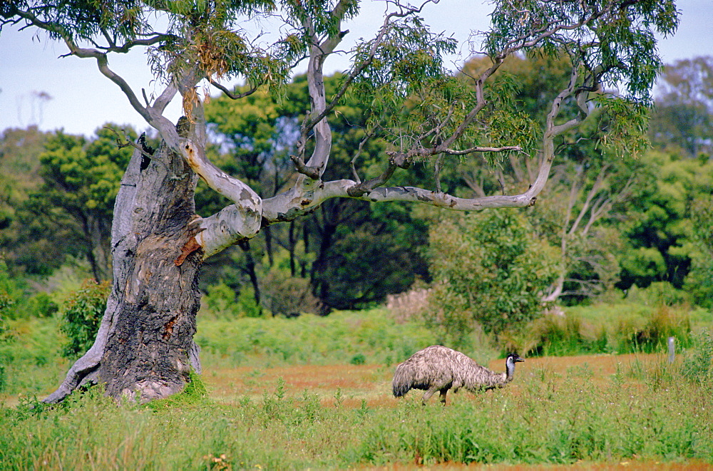 An emu roaming in the Australian bush.