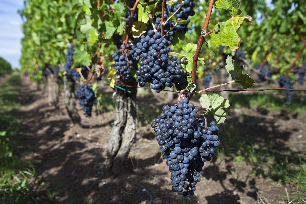 Black grapes in vineyard at St Emilion in the Bordeaux wine region of France