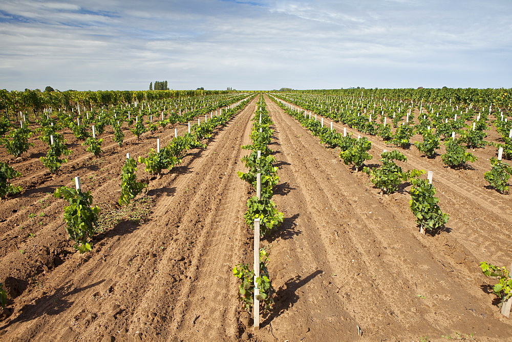 Young vines in vineyard at St Emilion in Bordeaux wine region of France