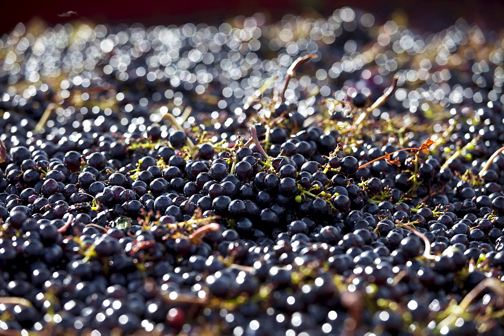 Ripe black grapes harvested at St Emilion, Bordeaux, Francee