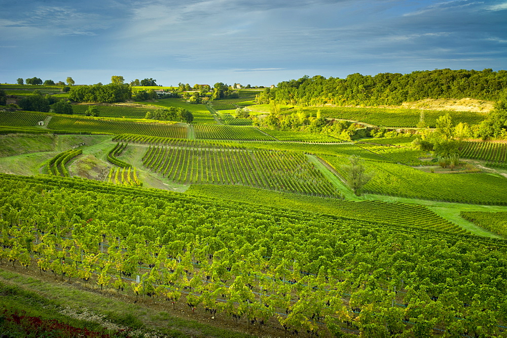 Ripe black grapes in vineyard of hill slopes at St Emilion in the Bordeaux wine region of France