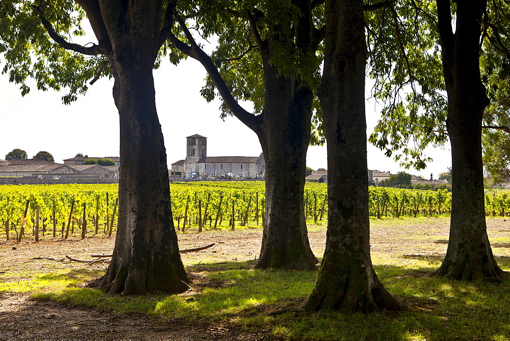 Vineyard at St Emilion in the Bordeaux wine region of France