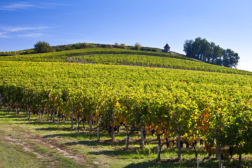 Vineyard on hill slopes at St Emilion in the Bordeaux wine region of France