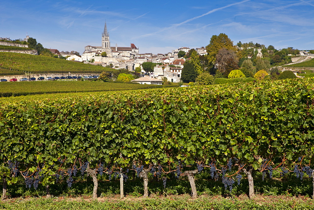 St Emilion with vineyard of Mouton Georges grapes in foreground, in the Bordeaux wine region of France