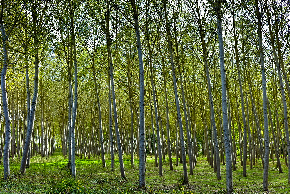 Grove of poplar trees at in the Bordeaux region of France