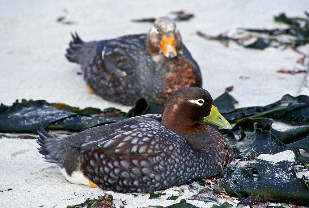 Pair of Steamer ducks, Sea Lion Island, Falkland Islands