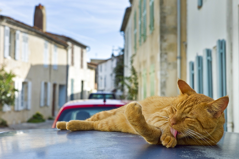 Ginger cat resting on hot tin roof at St Martin de Re, Ile de Re, France