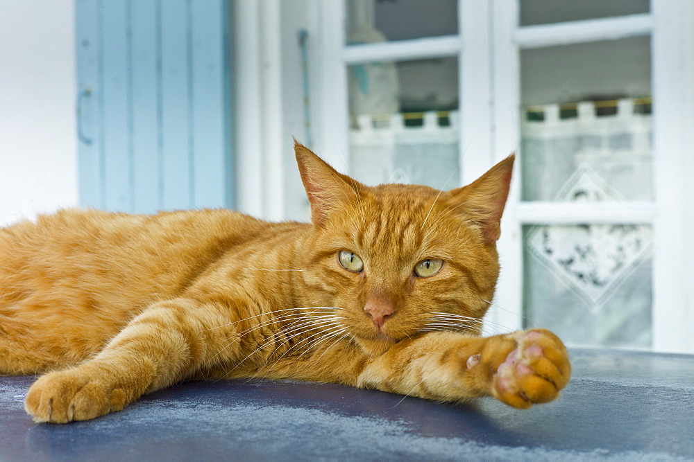 Ginger cat resting on hot tin roof at St Martin de Re, Ile de Re, France