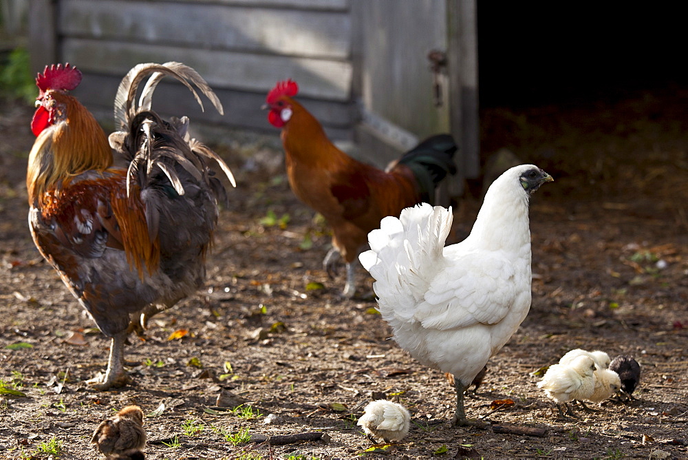 Chicken family hen, cockerel and chicks at Ferme de l'Eglise, Houesville, Normandy, France