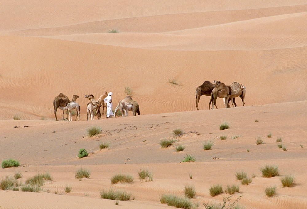 Camel herder and bedouin life in the desert at Al Ain, Abu Dhabi, United Arab Emirates