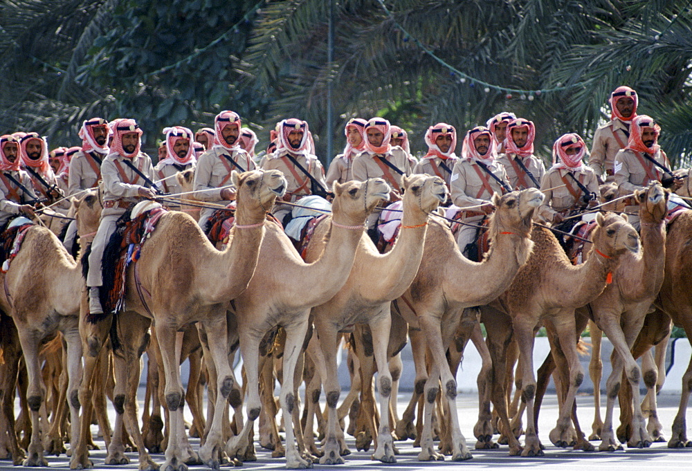 Cavalry soldiers riding camels, Abu Dhabi for celebration of 20th Anniversary of United Arab Emirates