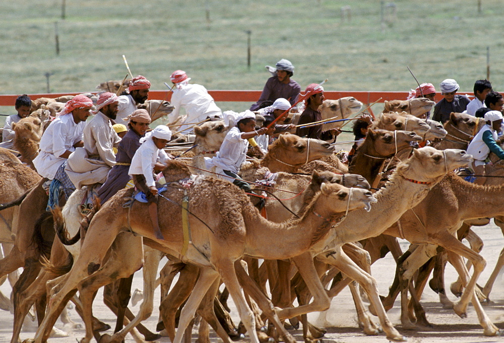 Camel racing in Al Ain in Abu Dhabi, United Arab Emirates