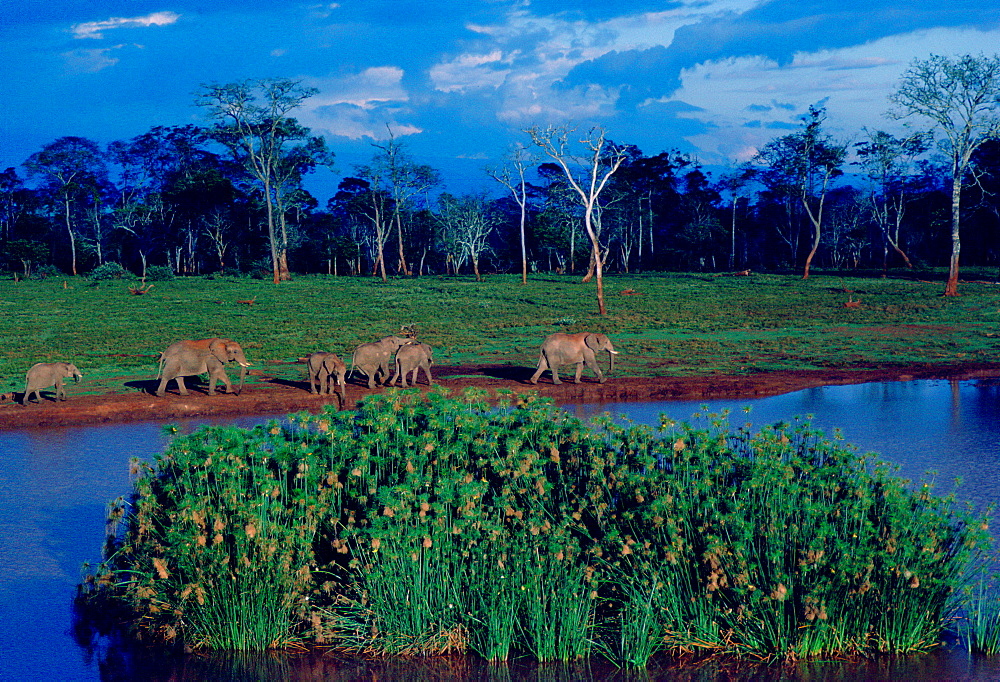 Elephants at a water hole at Treetops Game Reserve in Kenya, East Africa