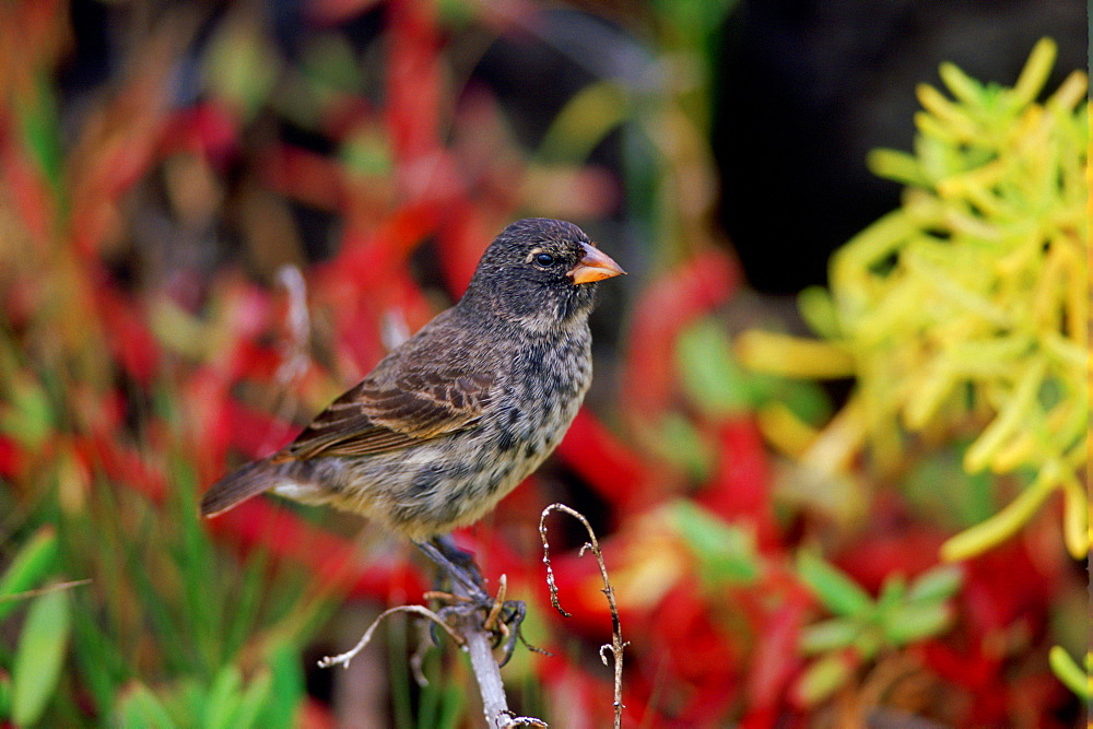 Darwin Finch bird perched on branch, Santa Cruz, the Galapagos Islands, Ecuador