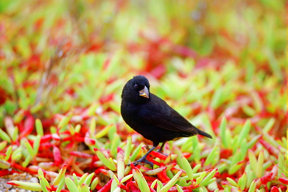 DarwinFinch bird, Santa Cruz,  the Galapagos Islands, Ecuador