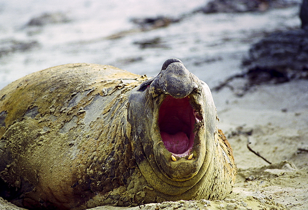 Elephant seal on the beach giving warning call, at Sea Lion Island in The Falkland Isles