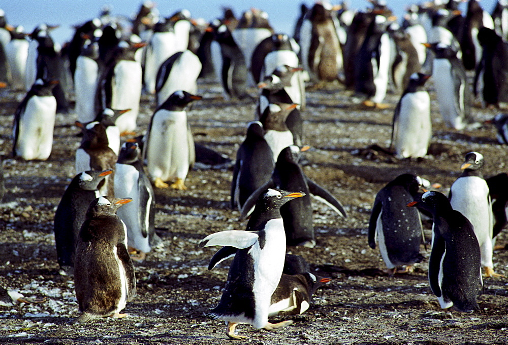 Gentoo penguins, Pygoscelis papua, on the beach at Sea Lion Island in The Falkland Isles