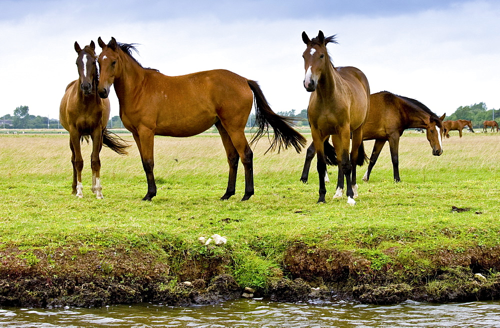 Herd of French trotter horses in meadow in Les Marais de la Douve, the marshes, Normandy, France