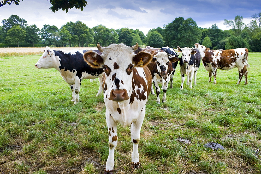 Brown and white French Normandy cow with herd of cattle in a meadow in rural Normandy, France