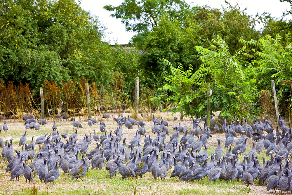 Free range guinea fowl at Precigne Commune in France