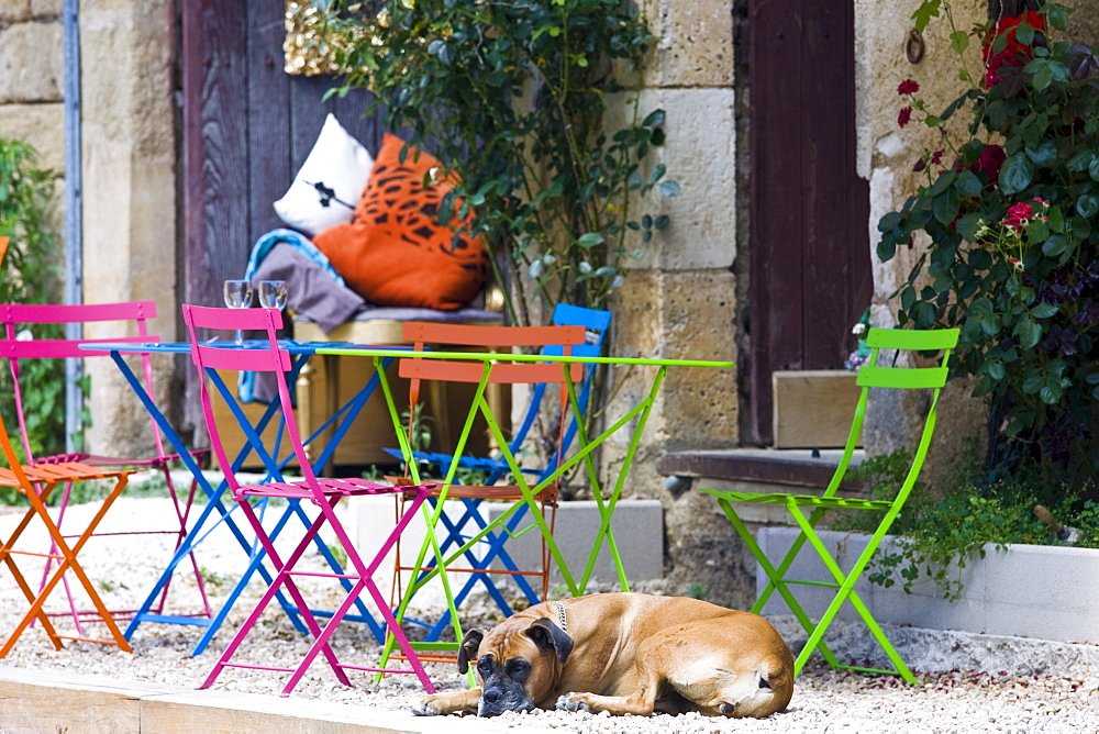 French dog on guard at cafe in historic town of St Jean de Cole, France