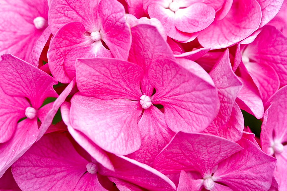 Summer flowering pink Hydrangea shrub, Hydrangea macrophylla Harrys Red, Dordogne, France