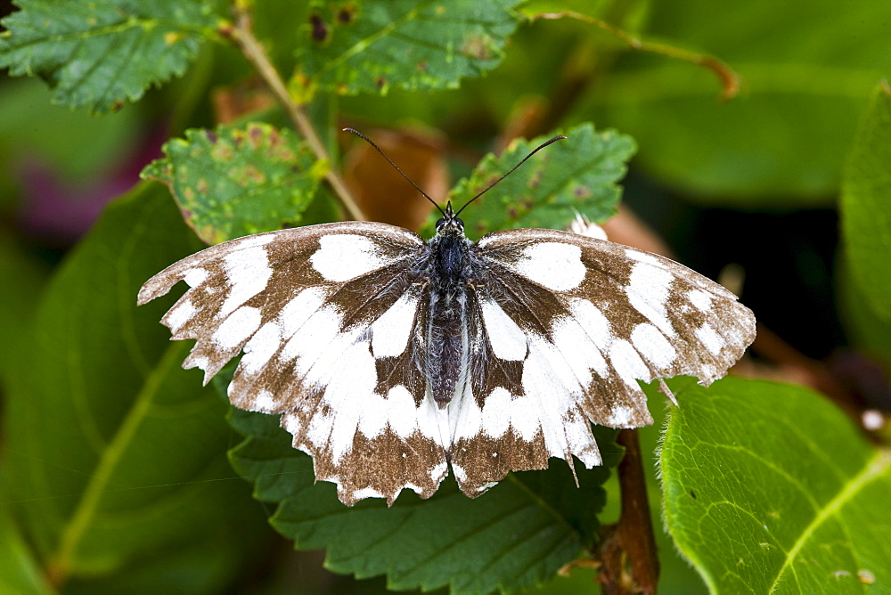 Butterfly in the Dordogne, France