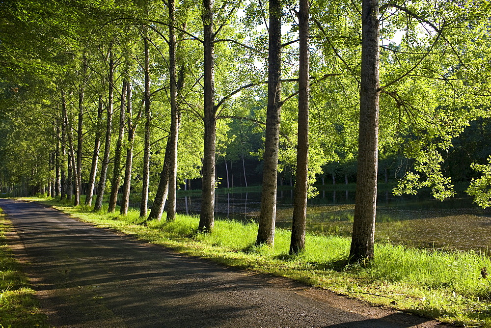 Tree lined avenue near St Leon sur Vezere in the Perigord Noir region of France