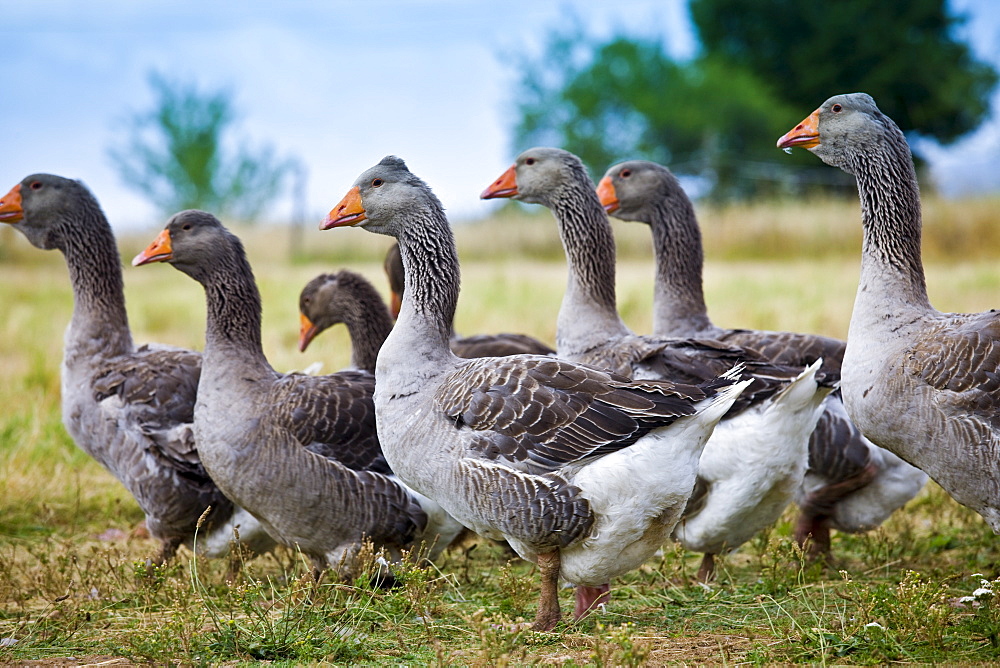 Flock of grey geese used for Foie Gras near Sarlat, Perigord region, Dordogne, France