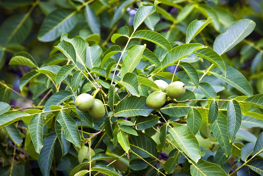 Walnut tree, Nux Gallica, near St Amand de Coly, Perigord region, Dordogne, France