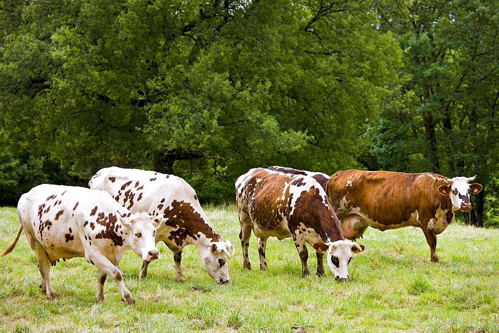 Herd of brown and white French Normandy cattle in a meadow in the Dordogne area of France